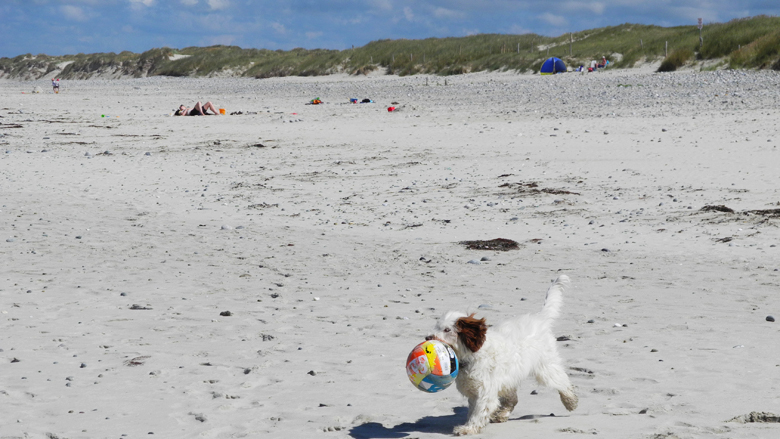 Urlaub am Meer auch für den Hund.  Die Hunde genießen die Zeit am Meer