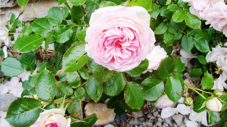 Rose am Natursteinhaus 
